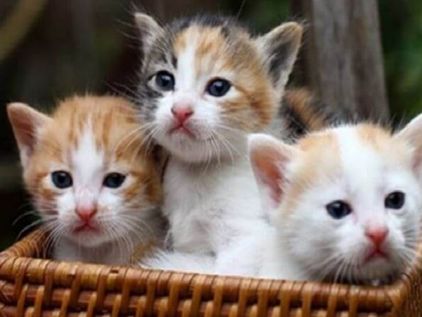 Nằm mơ thấy 3 con mèo là điềm lành hay dữ?