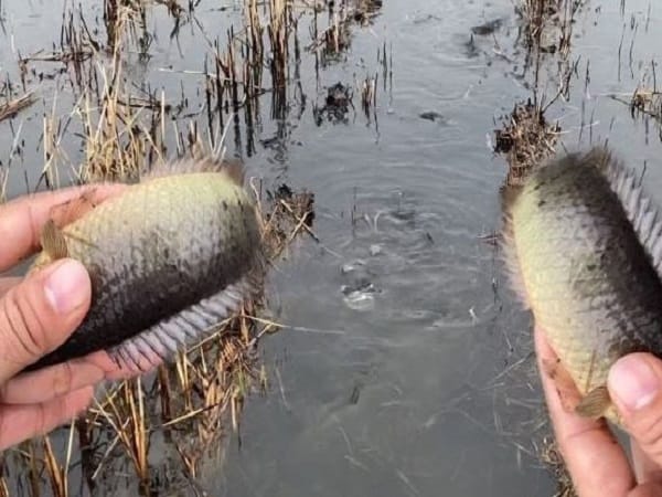 Giải mã chi tiết các giấc mơ thấy bắt cá rô