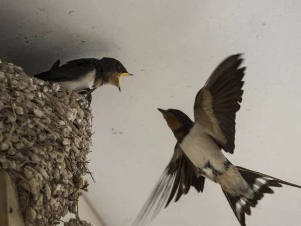 Chiêm bao thấy chim lợn bay vào nhà