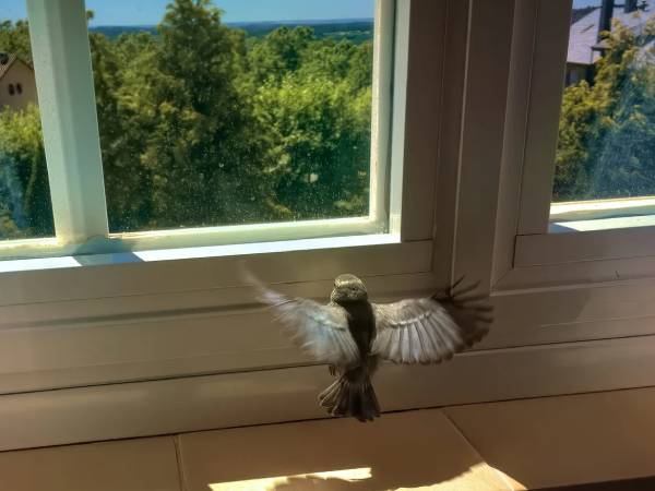 Phân tích giấc mơ thấy chim bay vào nhà có ý nghĩa gì đặc biệt?