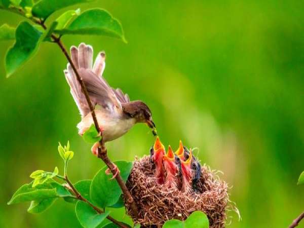 Nằm mơ thấy chim non là điềm gì? Lộc đến hay hao tài?