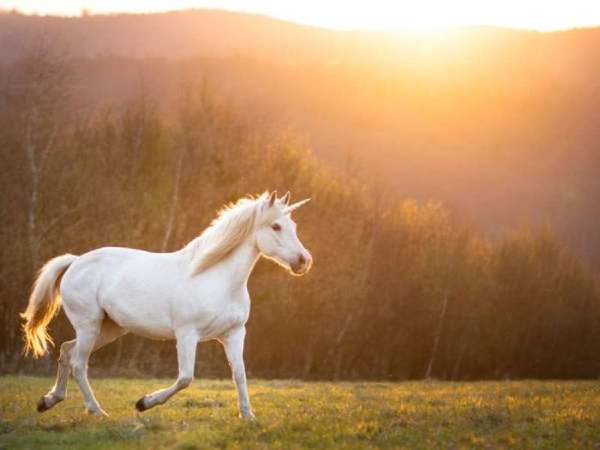 Nằm mơ thấy ngựa trắng có ý nghĩa gì? Sắp có lộc chăng?
