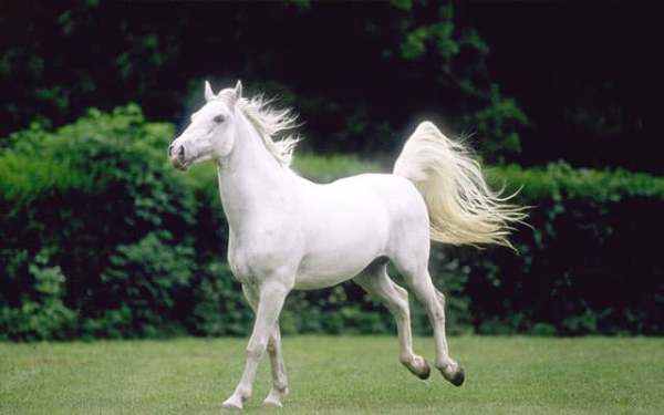 Mộng thấy ngựa trắng chạy vào nhà