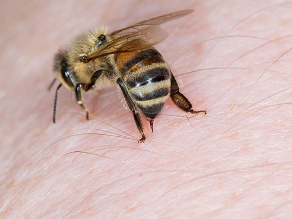 Nằm mơ thấy ong đốt có điềm gì may mắn hay xui xẻo