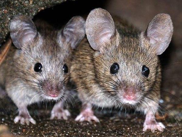 Nằm mơ thấy 2 con chuột là điềm gì, số gì lấy hên?