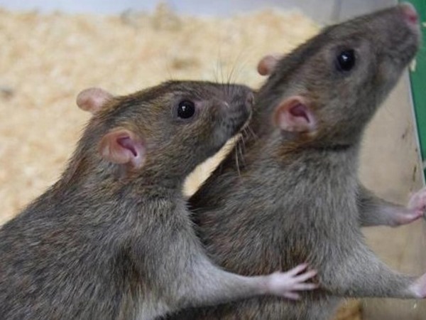 Nằm mơ thấy 2 con chuột là điềm gì, số gì lấy hên?