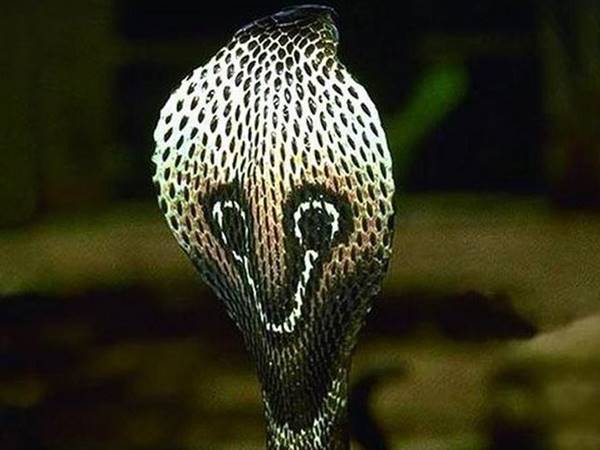 Giới thiệu về loài rắn hổ mang rắn hổ mang số mấy