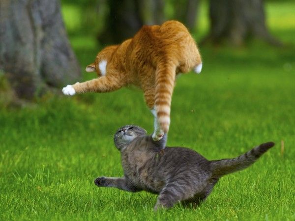 Sự thật nằm mơ thấy 2 con mèo số mấy rủng rỉnh tài lộc?