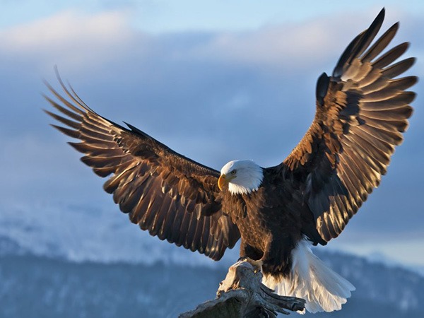 Con đại bàng số mấy, nằm mơ thấy con đại bàng có ý nghĩa gì?