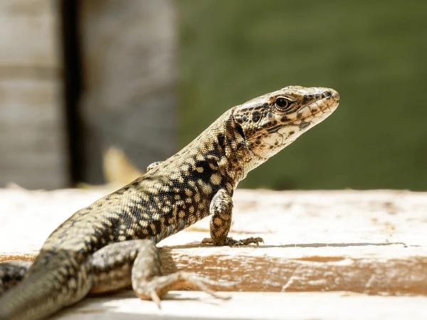 Ngủ mơ thấy con thằn lằn chết