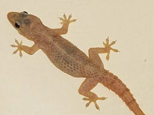 Con thạch sùng số mấy theo quan niệm dân gian?