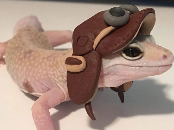 Ý nghĩa con thạch sùng trong phong thủy và đời sống