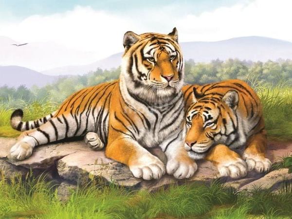 Nằm mơ thấy hổ vàng và các điềm báo, con số đặc biệt?