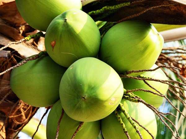 Nằm mơ thấy quả dừa có số gì tài lộc mang ý nghĩa gì