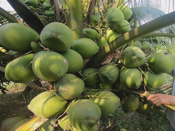 Nằm mơ thấy quả dừa có số gì tài lộc mang ý nghĩa gì