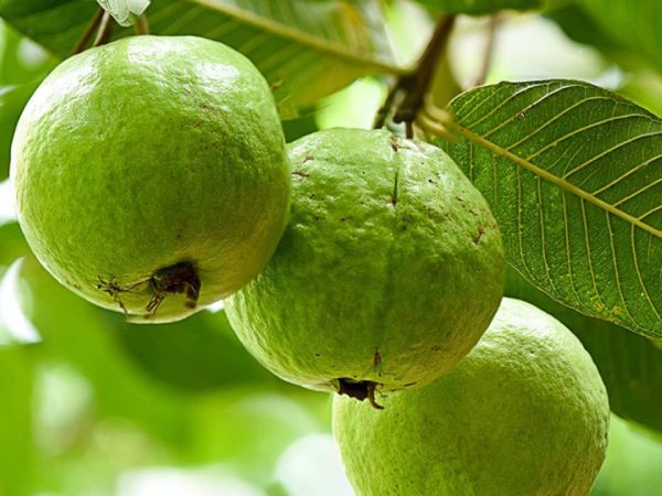 Nằm mơ thấy quả ổi thể hiện ý nghĩa gì số gì phát lộc Nằm mơ thấy quả ổi thể hiện ý nghĩa gì số gì phát lộc