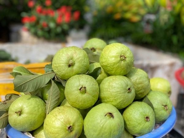 Nằm mơ thấy quả ổi thể hiện ý nghĩa gì số gì phát lộc Nằm mơ thấy quả ổi thể hiện ý nghĩa gì số gì phát lộc