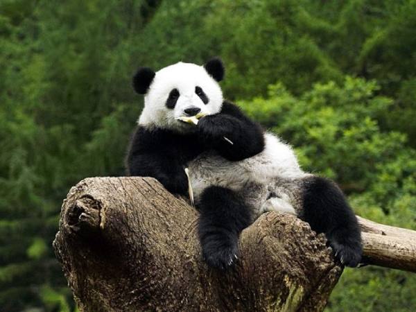 Nằm mơ thấy gấu trúc